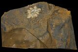 Fossil Flowering Plant Reproductive Structure - North Dakota #95378-1